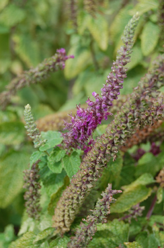 Germandrée iranienne