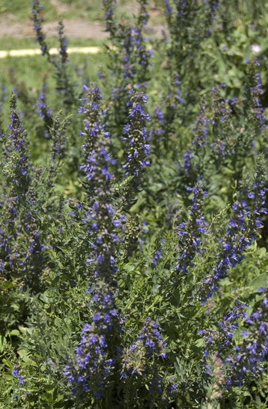 Hysope officinale