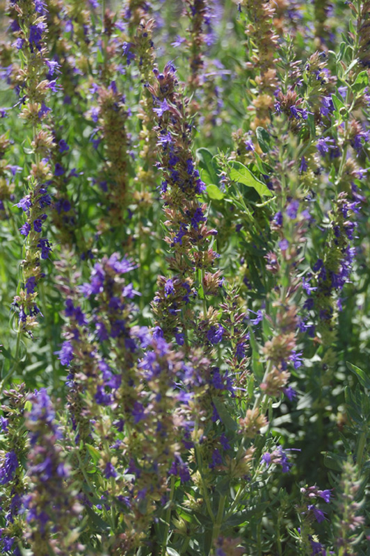 Hysope officinale