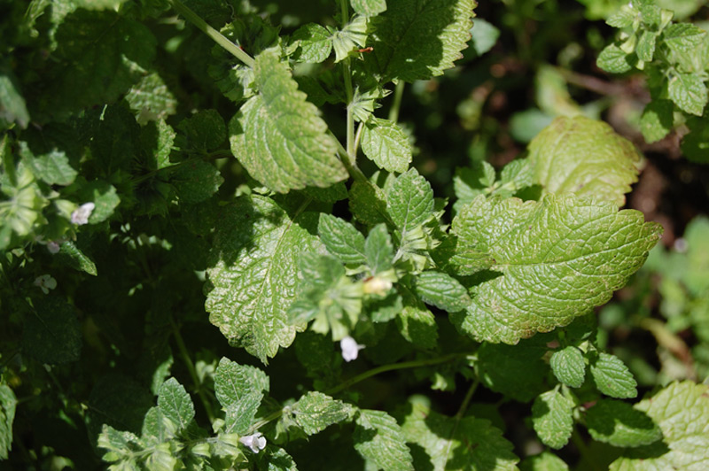 Mélisse officinale