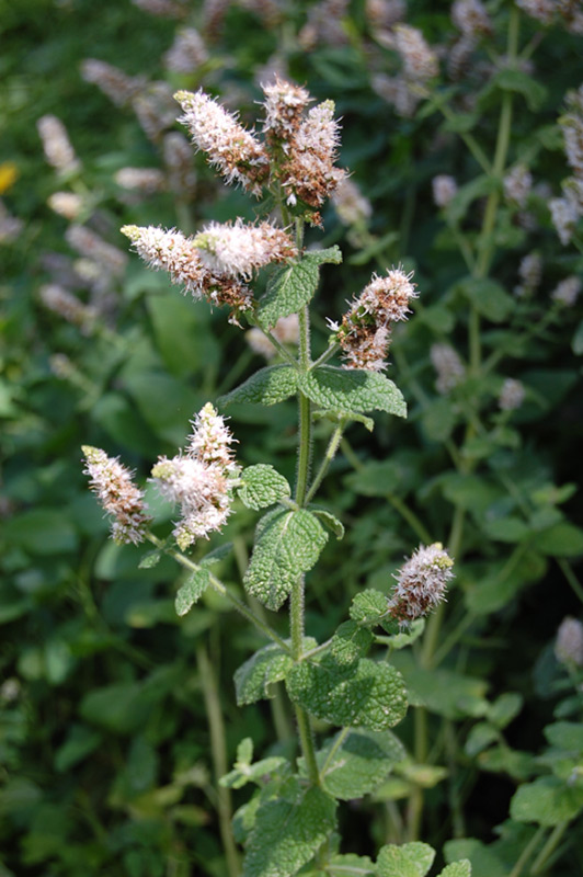 Menthe poivrée, Menthe anglaise