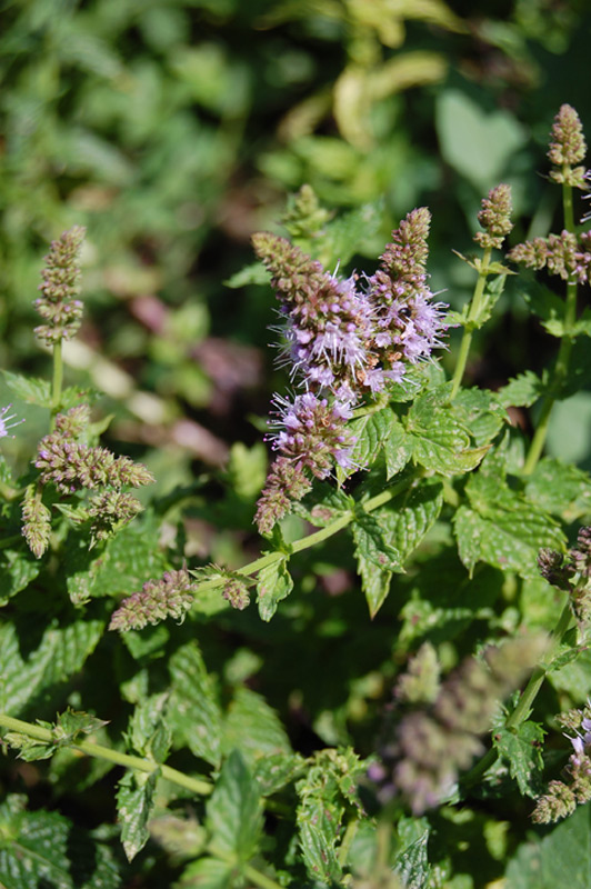 Menthe crépue, Menthe à feuilles rondes, Menthe odorante