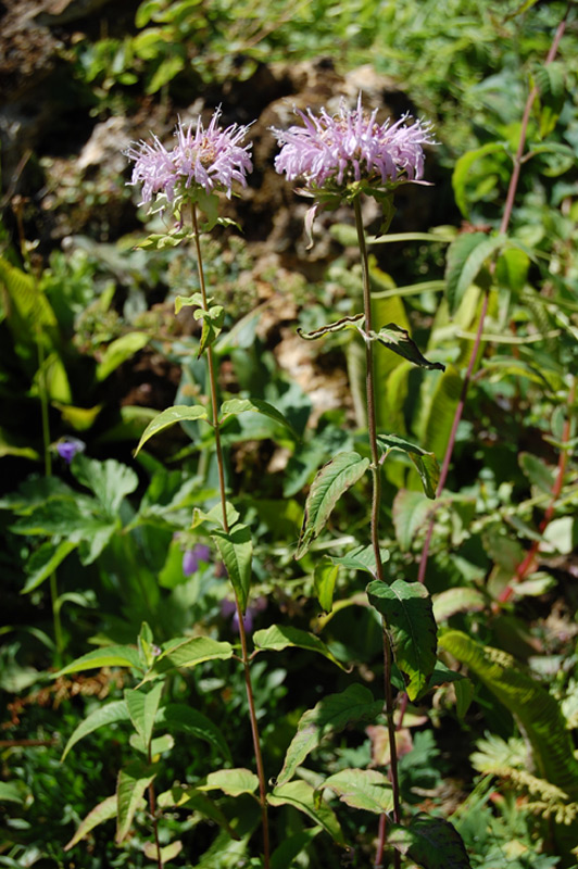 Monarde fistuleuse