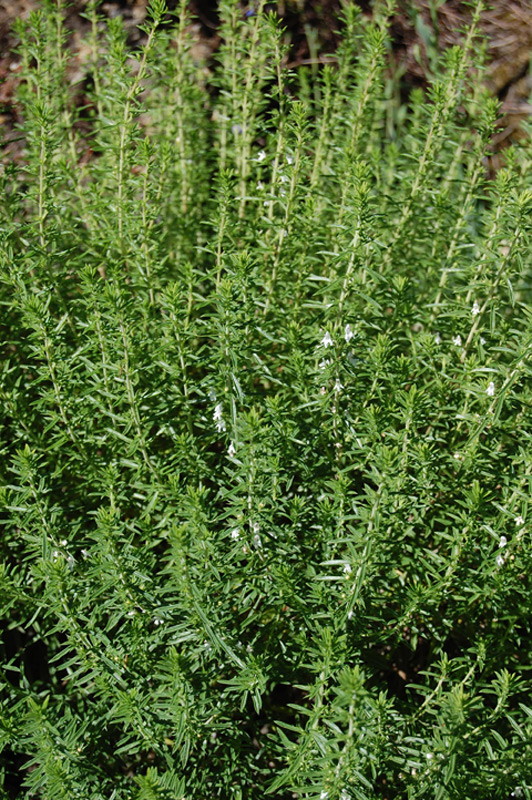 Sarriette des montagnes