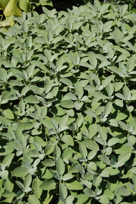 Sauge officinale 'Berggarten'