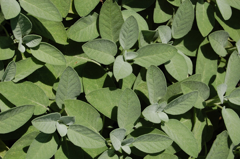 Sauge officinale 'Berggarten'