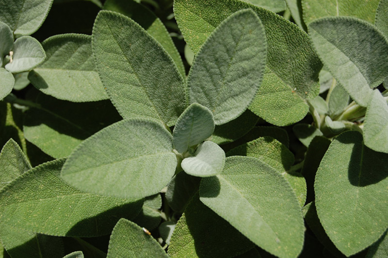 Sauge officinale 'Berggarten'