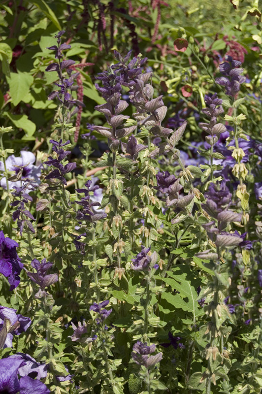 Sauge verte 'Marble Arch'