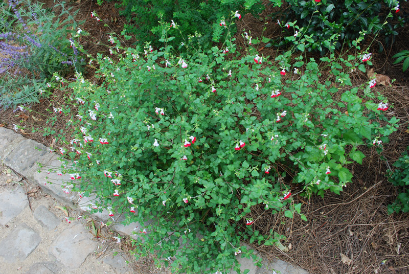 Sauge de Graham 'Hot Lips'