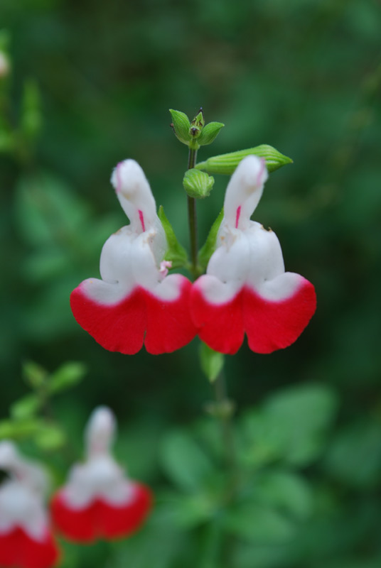 Sauge de Graham 'Hot Lips'