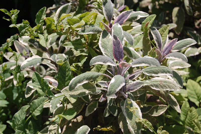 Sauge officinale 'Tricolor'