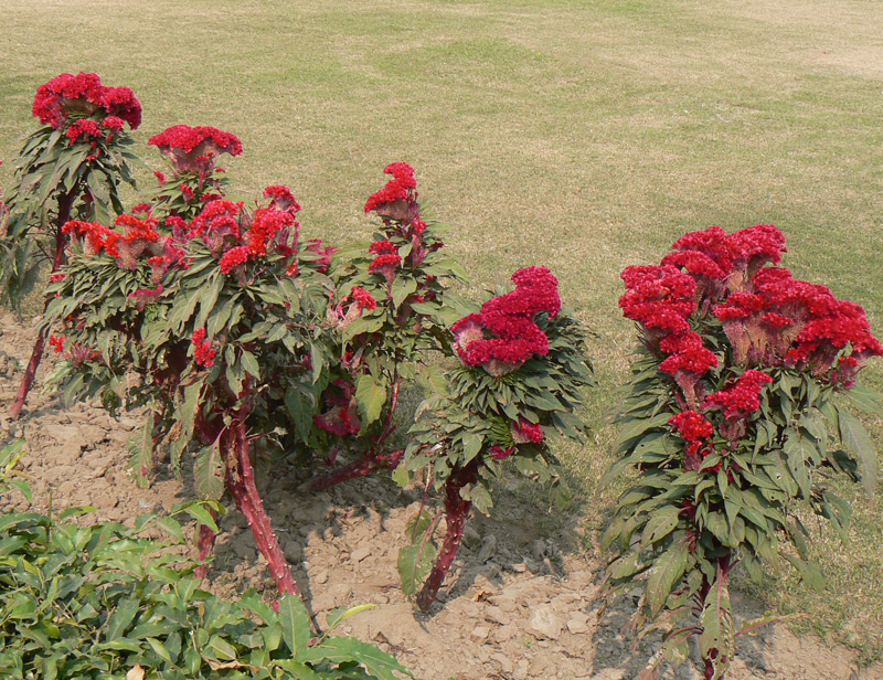 Amarante Crête de coq