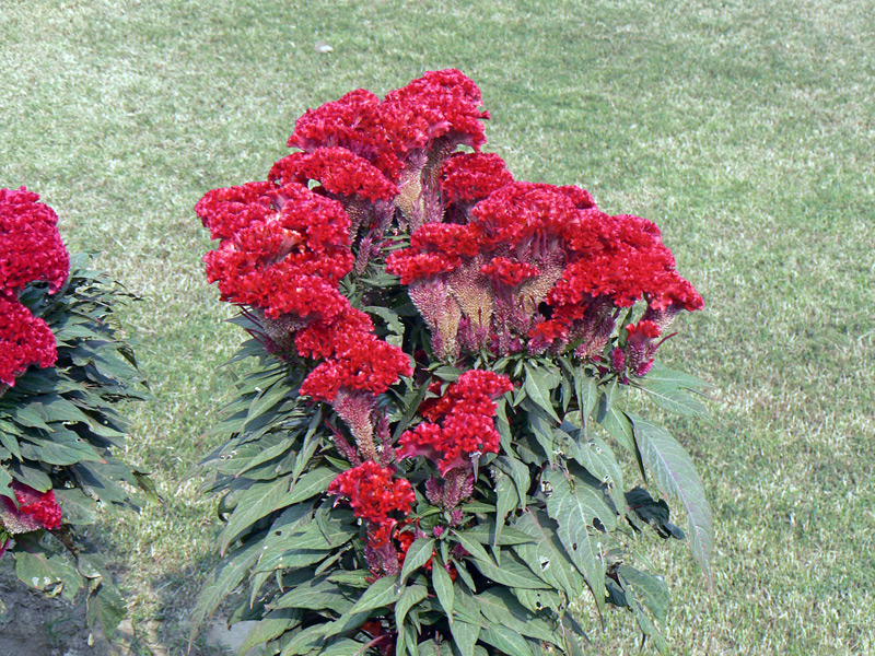 Amarante Crête de coq