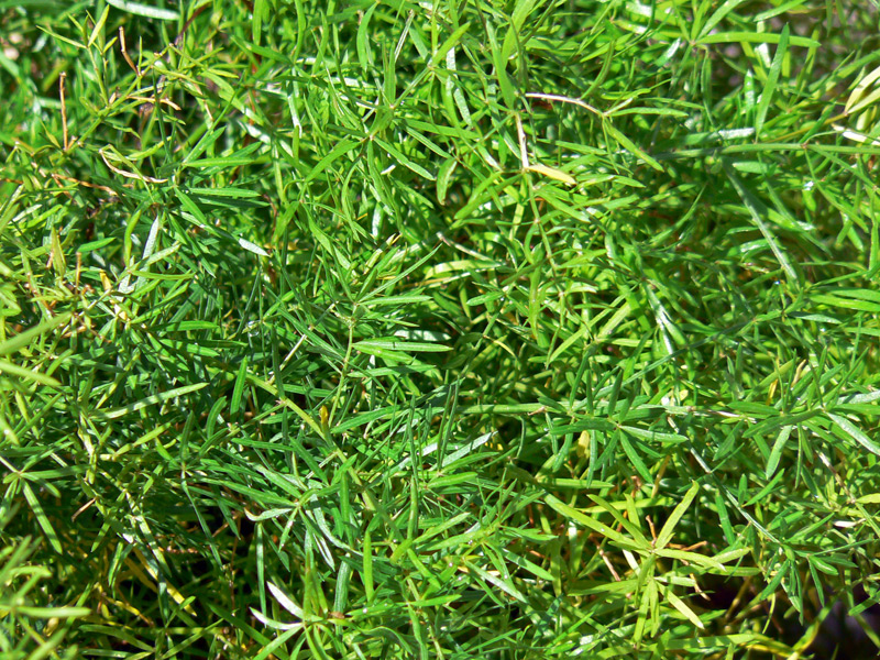 Asparagus des fleuristes