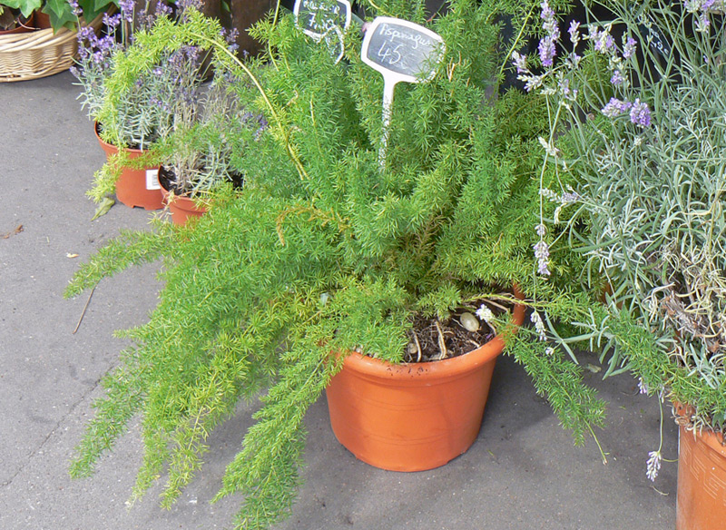 Asparagus des fleuristes