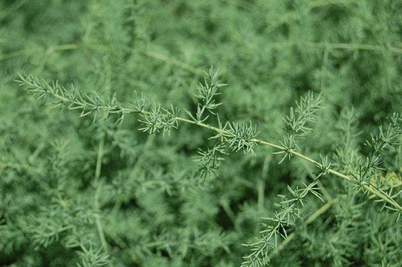 Asperge à feuilles fines