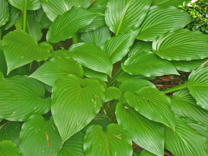 Hosta plantain