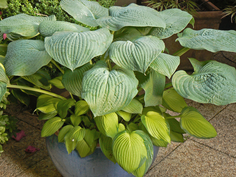 Hosta plantain