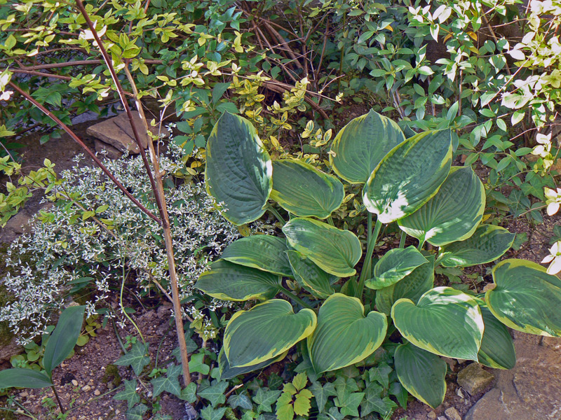 Hosta 'Aureomarginata'