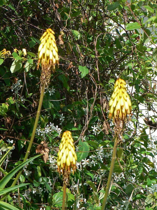 Kniphofia