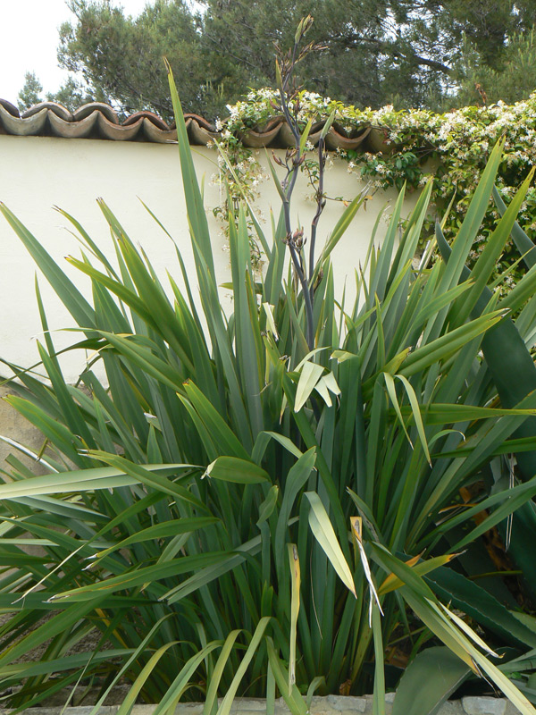 Lin de Nouvelle-Zélande