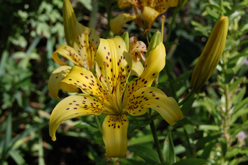 Lis asiatique 'Dreamland'