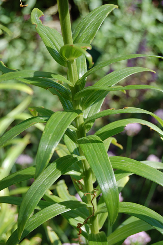 Lis asiatique 'Dreamland'