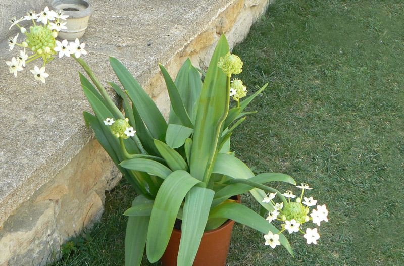 Ornithogale saundersiae