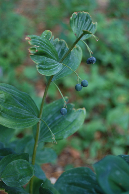 Sceau de Salomon multiflore