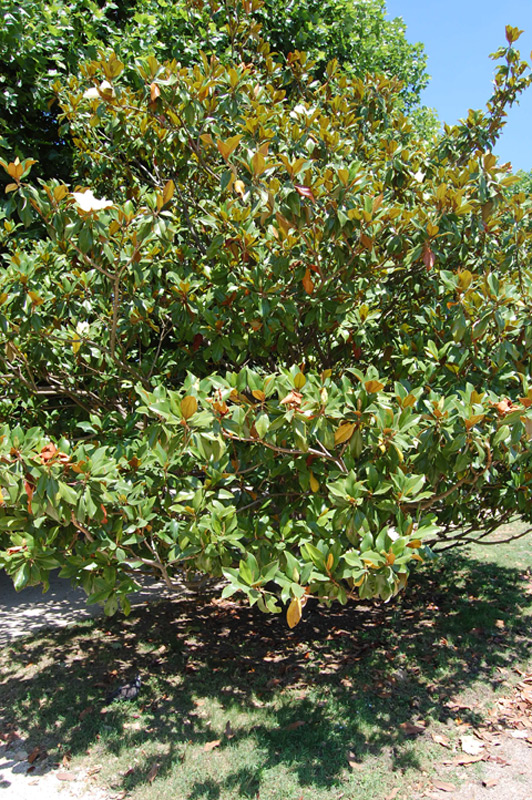 Magnolia à grandes fleurs