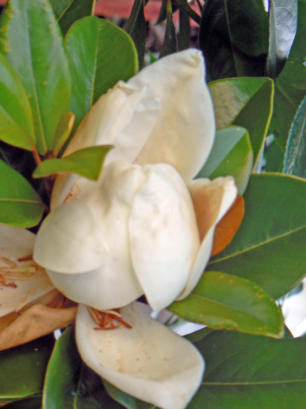 Magnolia à grandes fleurs