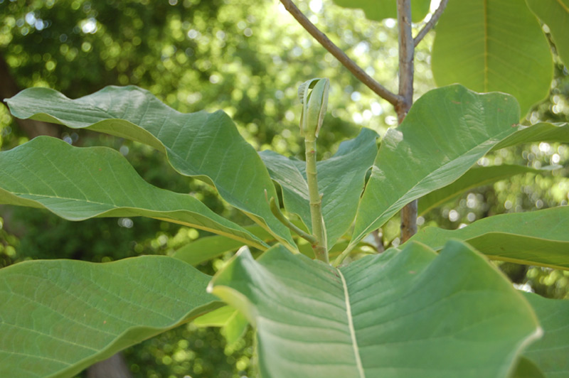 Magnolia officinal bilobé