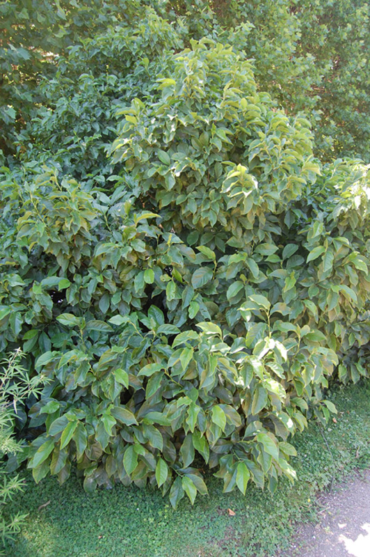 Magnolia à fleurs de lis 'Nigra'