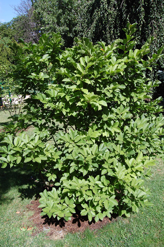 Magnolier de Loebner 'Leonard Messel'