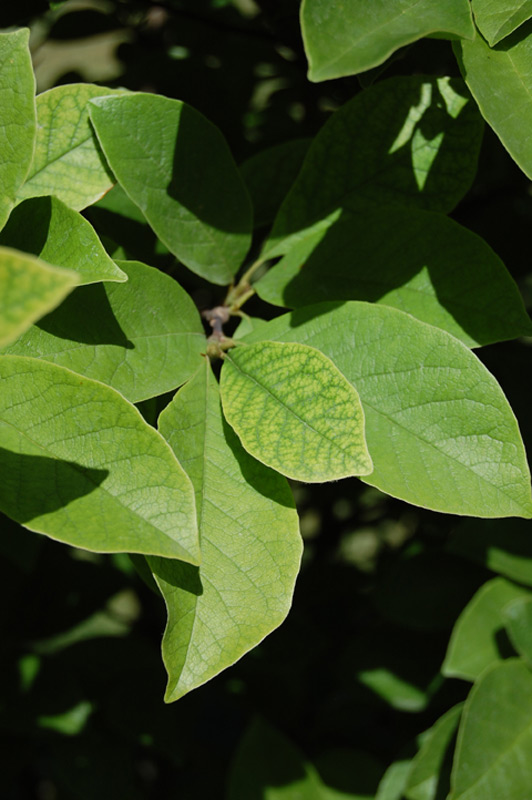 Magnolier de Loebner 'Leonard Messel'
