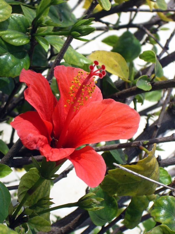 Hibiscus rose de Chine