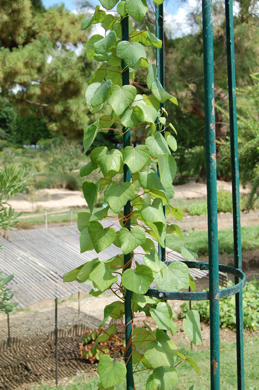 Ménisperme du Canada