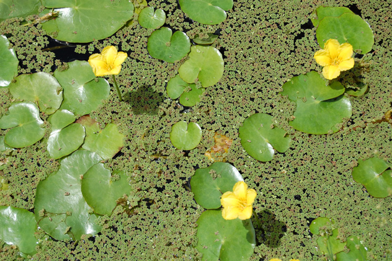 Faux nénuphar