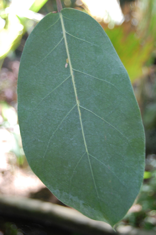 Caoutchouc d'Afrique de l'Ouest