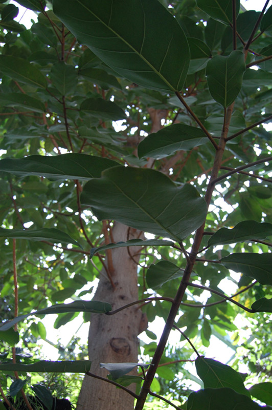 Caoutchouc d'Afrique de l'Ouest