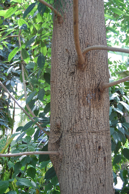 Caoutchouc d'Afrique de l'Ouest