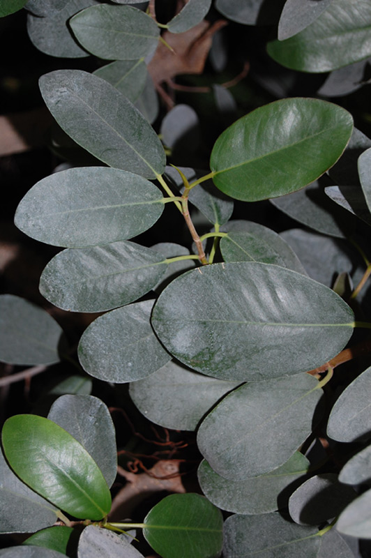 Figuier de Port Jackson