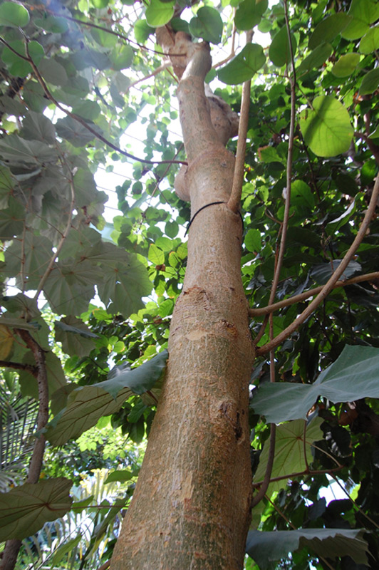 Figuier à feuilles de peuplier