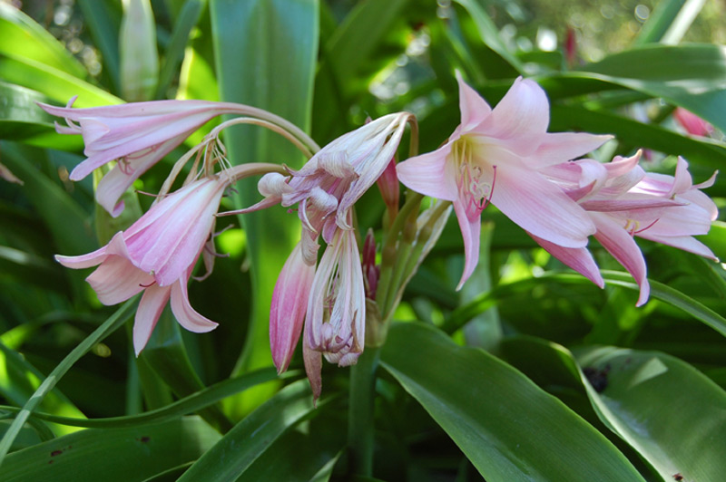 Crinum x powellii