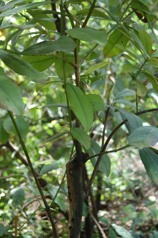 Piment de la Jamaïque