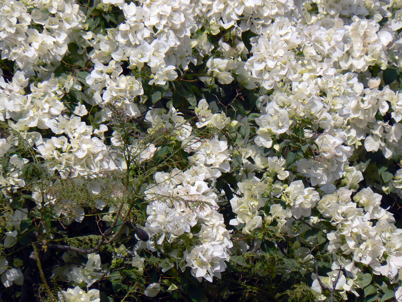 Bougainvillier blanc