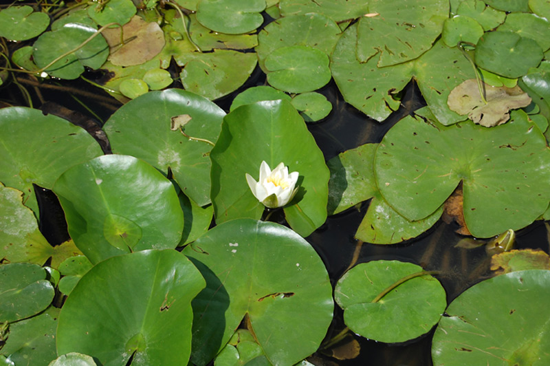 Nénuphar blanc