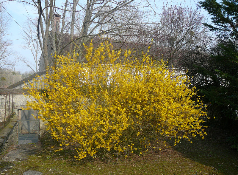 Forsythia de Paris