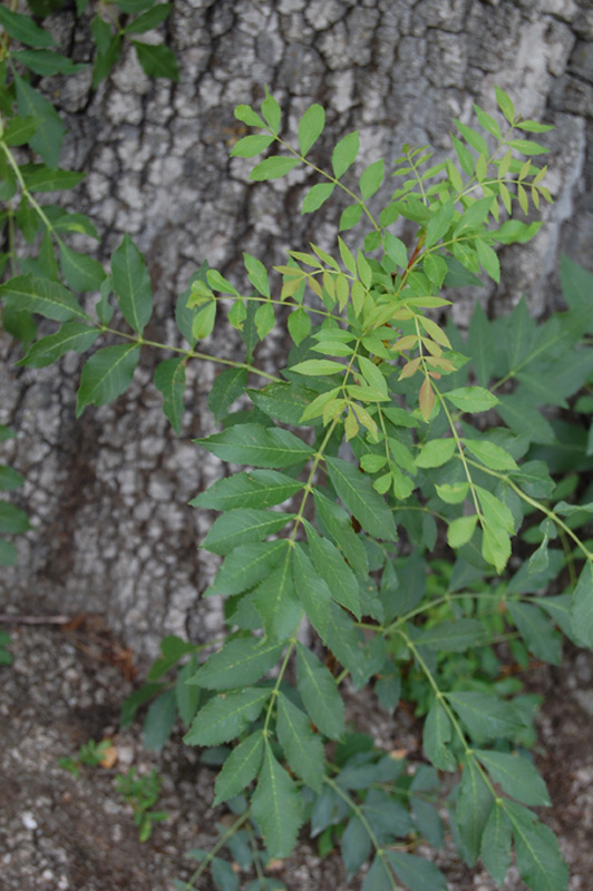 Frêne à feuilles étroites