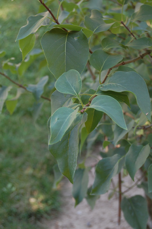 Lilas à fleurs de jacinthe 'Esther beauty'